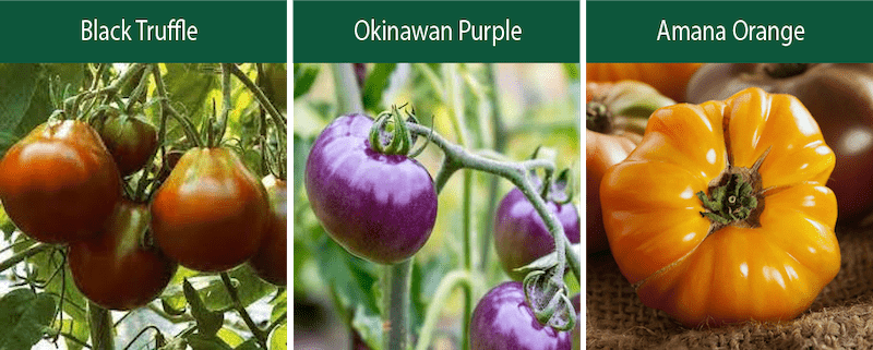 black truffle okinawan purple amana orange indeterminate tomatoes